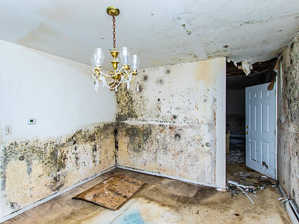 How to Repair Water Damage in Your Home
